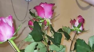 happy Valentine’s pee! I water the roses… come and watch me...