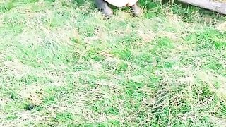 Peeing when taking the dog out