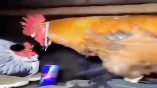 Cool Chicken Bros. ????????????????