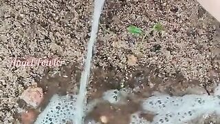 Hairy pussy pissed on Wet Sand with Pee Reverse and Urine Absorption